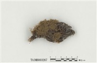 藏品(曲尾苔屬)的圖片